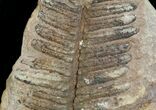 Million Year Old Fern Fossil - #5732-2